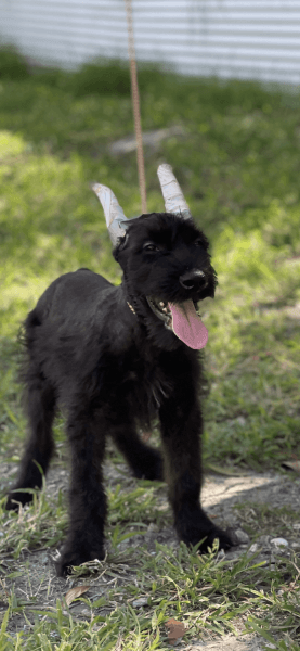 Giant Schnauzer Puppies