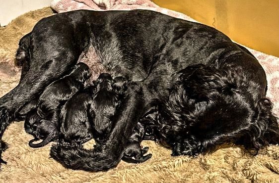 Giant Schnauzer puppies- ***