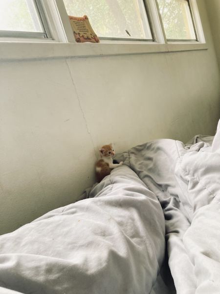 Selling about 5-10 kittens