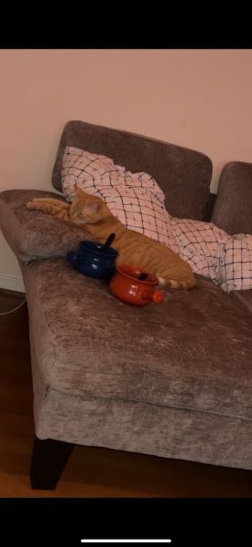 Please help ! Needs a loving home. Moving asap