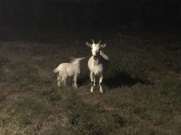 Goats for sale