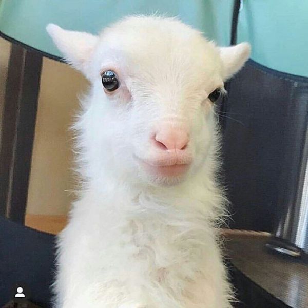 Pygmy goat are very adorable