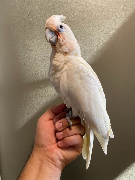 Goffin cockatoo