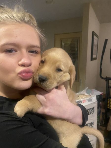 Beautiful, Smart Goldador Puppies