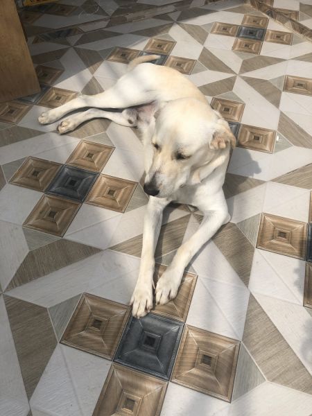 Goldador for adoption