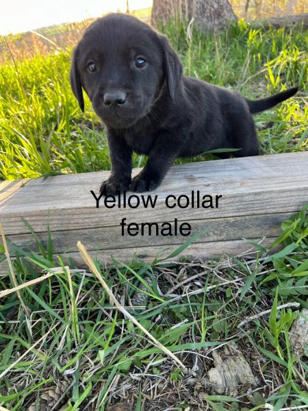 Goldador’s ( mom is a Golden Retriever and Dad a black lab)