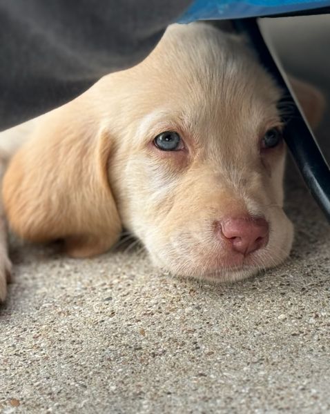 Sweet 8 week old Goldadors