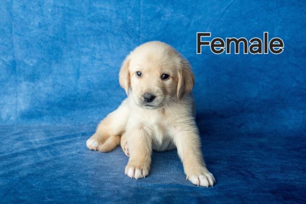 Goldador puppies