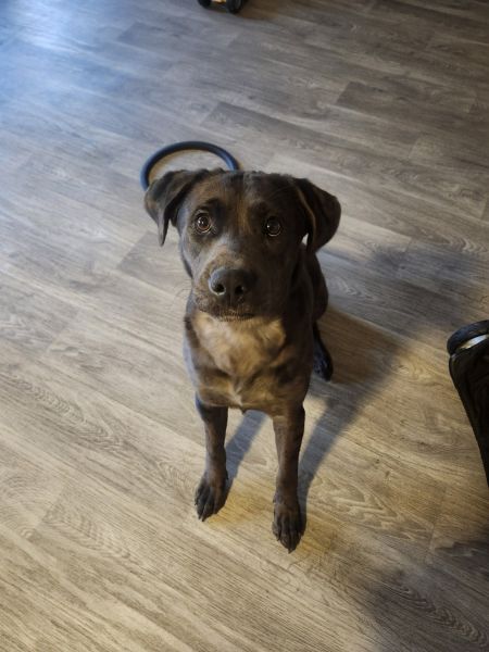 Puppy for sell. Her name is Ginger