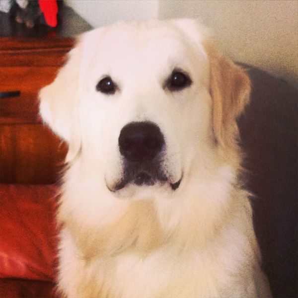 7 Rare Charcoal Goldador Puppies For Sale.