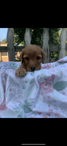 Goldendoodle puppy for sale