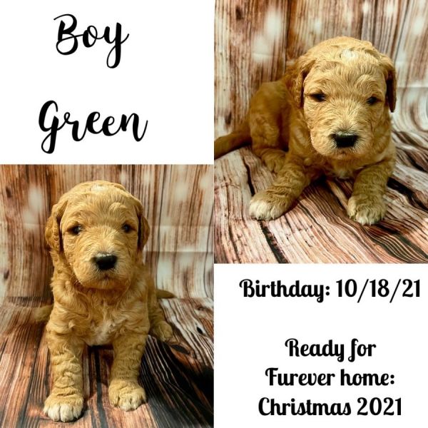Goldendoodle F1B puppies