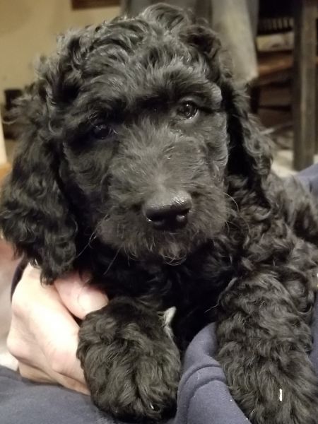Little Boy Goldendoodle
