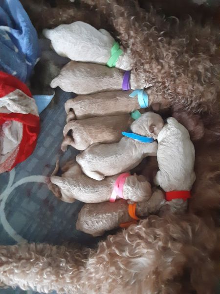 Golden Doodle Puppies for sale in NC