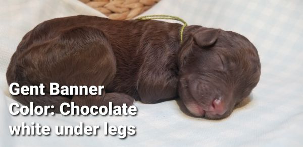 Star Spangled Odles of Doodles