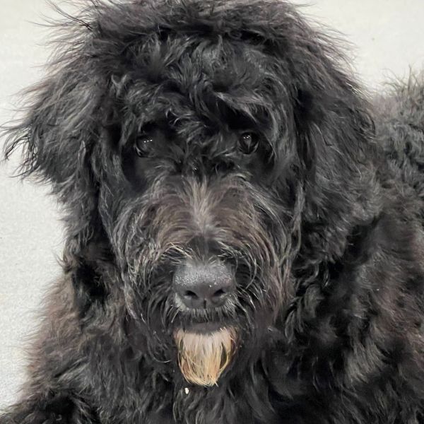 Ozzy - Loving Goldendoodle