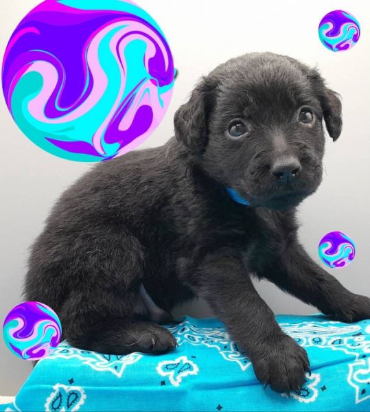 Walle boy Goldendoodle