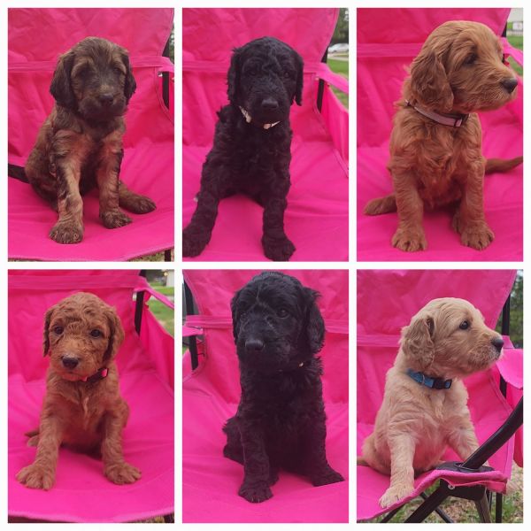 F1b Goldendoodle Puppies