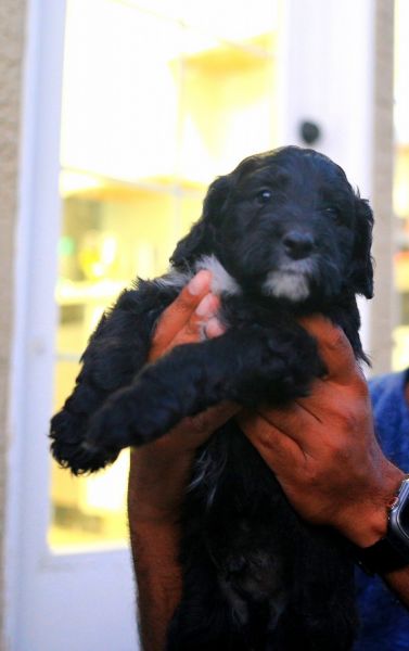 F2 Goldendoodle Puppy