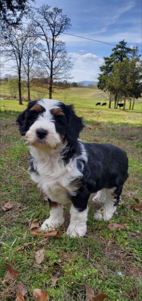 Miniature Golden Mountain Doodle