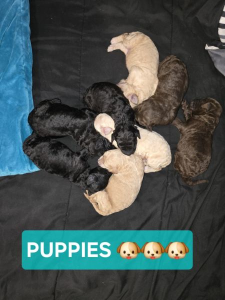 Goldendoodle Medium puppies