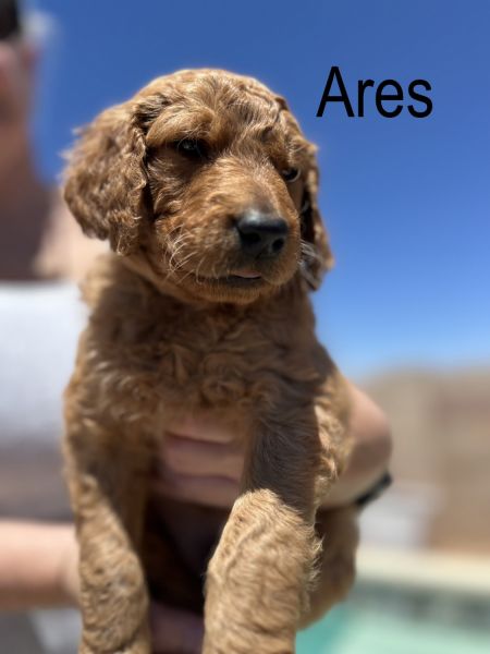 Red F2 Goldendoodles