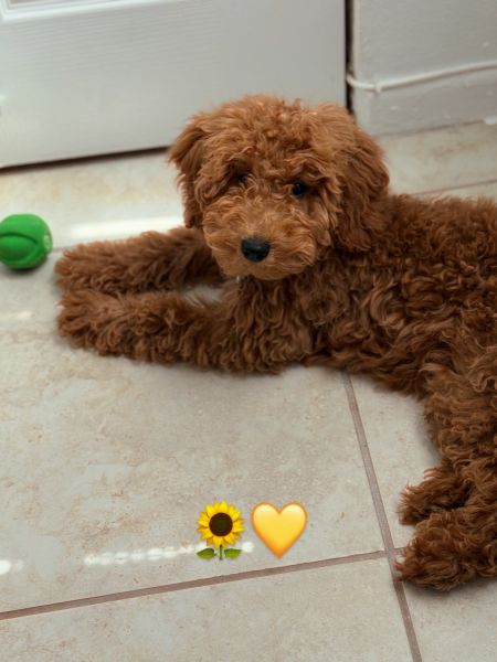 Female Golden Doodle for Sale