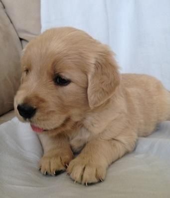 Tvsg Golden retrievers pup