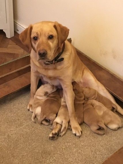 Red And Golden Labradors (***) ***-***3