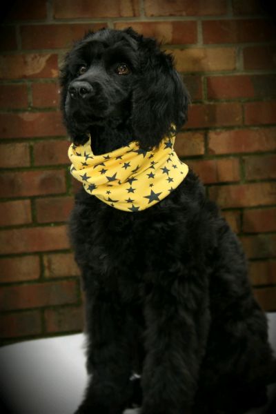 F1 CKC Goldendoodles