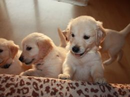 Amazing AKC Goldendoodle puppies