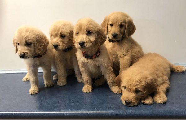 Spectacular AKC Goldendoodle puppies
