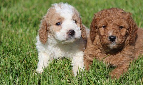 Beautiful AKC goldendoodle puppies
