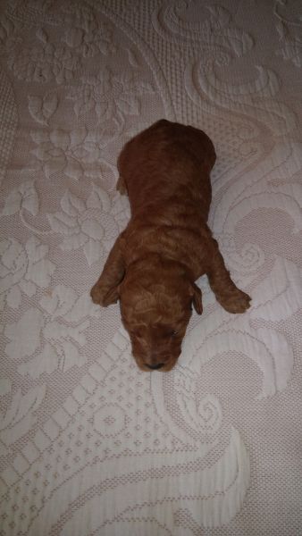 Top breed of miniature goldendoodles