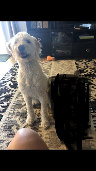 4 yr old golden doodle