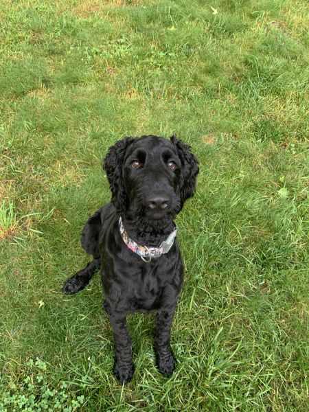One year old black golden doodle