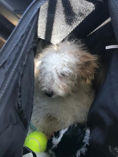 Maple is AVAILABLE! HYPOALLERGENIC DOG