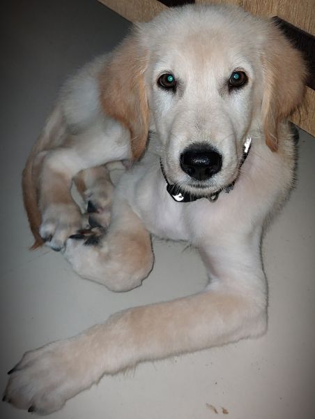 Fast Salling My Dog(Jonny)