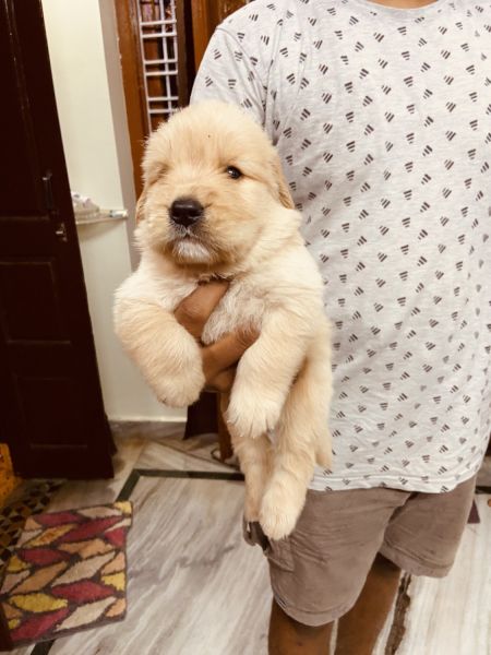 Puppy for sale golden retriever (male)