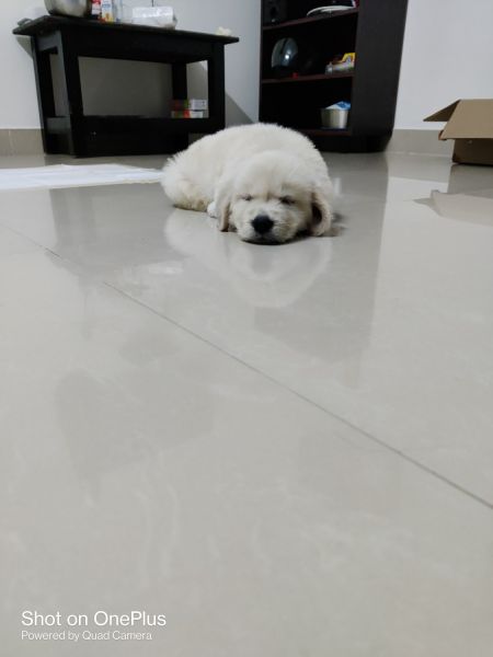 Golden retriever female 37 days