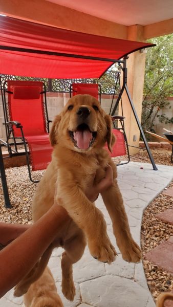 7 week old male Golden Retriver