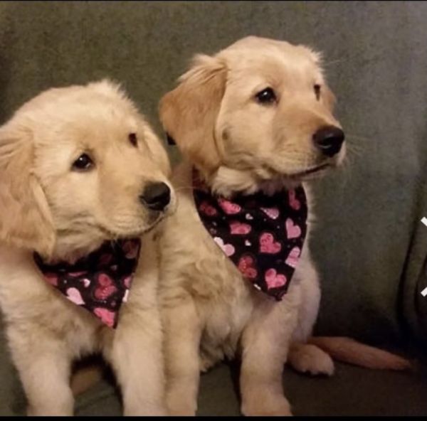 Purebred golden retriever puppies