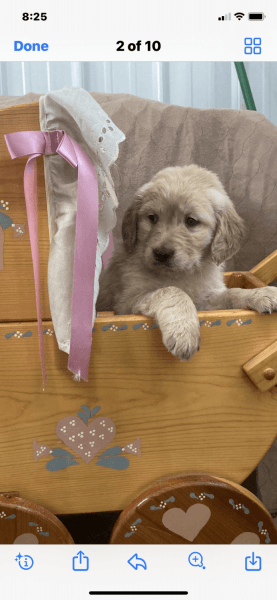Golden Retriever Puppies Hazel Green WI
