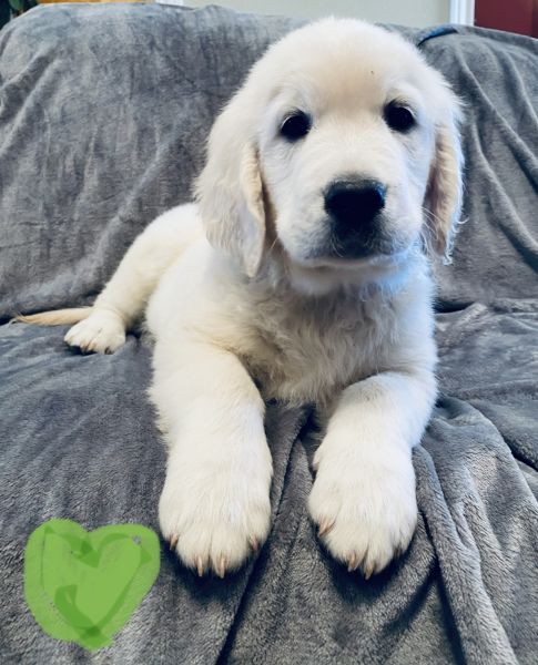 English Retriever male puppies
