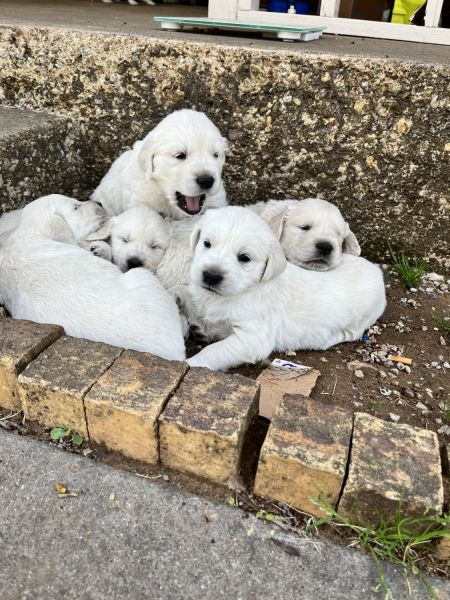 Golden Retriever Puppies