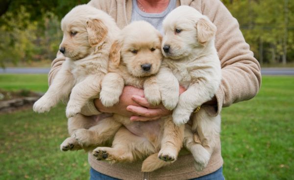 Health tested golden retrievers available