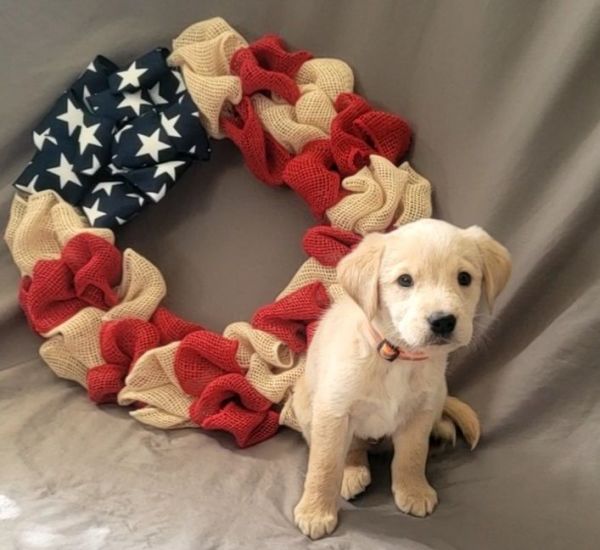 Goldador puppies (lab x golden retreiver