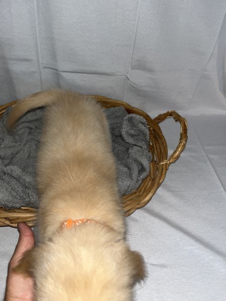 Golden retriever puppies