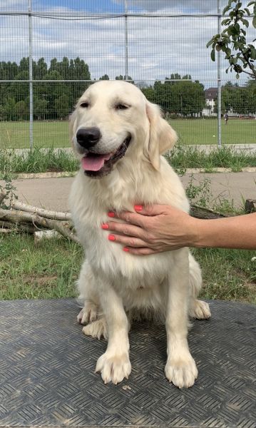 Golden Retriever junior female