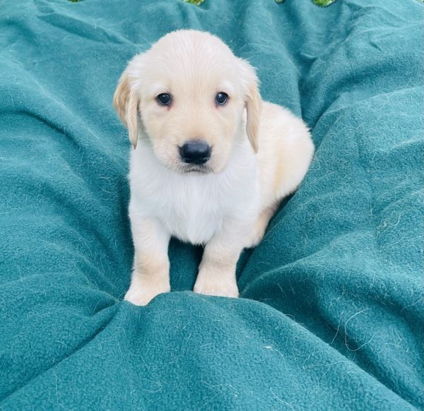 AKC Golden Retriever Champion Bloodlines